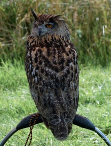 Pembrokeshire Falconry