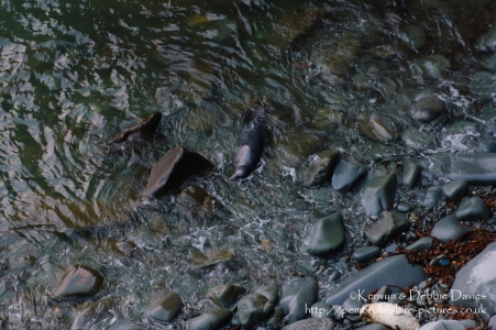 Seals