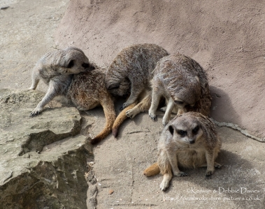 Meerkats