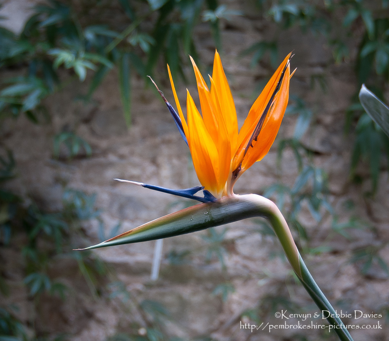 I've no idea what flower this is but it looked off enough that I thought I'd better get a shot before it got up and walked away.