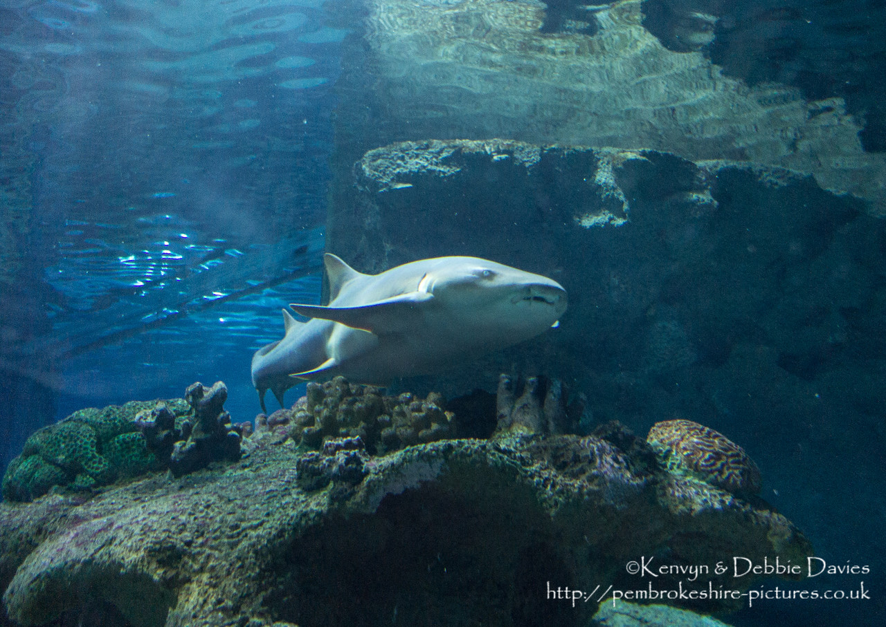 Blue Planet Aquarium has over 100 aquatic exhibits including a lot of sharks (Europe's largest caotive collection).