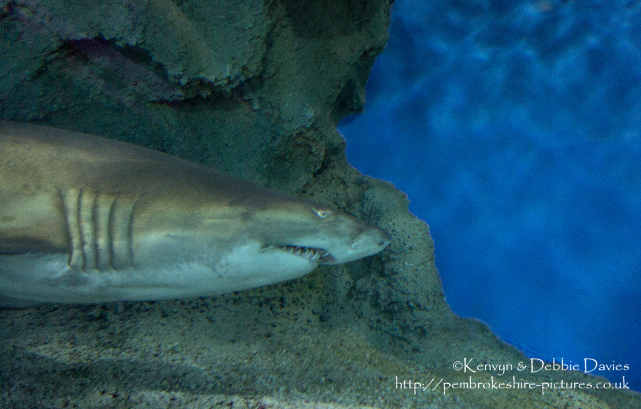 Blue Planet Aquarium has over 100 aquatic exhibits including a lot of sharks (Europe's largest caotive collection).