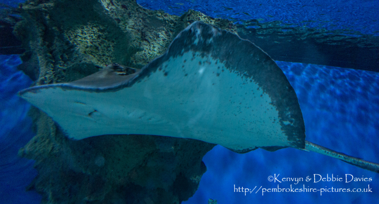 Blue Planet Aquarium has over 100 aquatic exhibits including a lot of sharks (Europe's largest caotive collection).