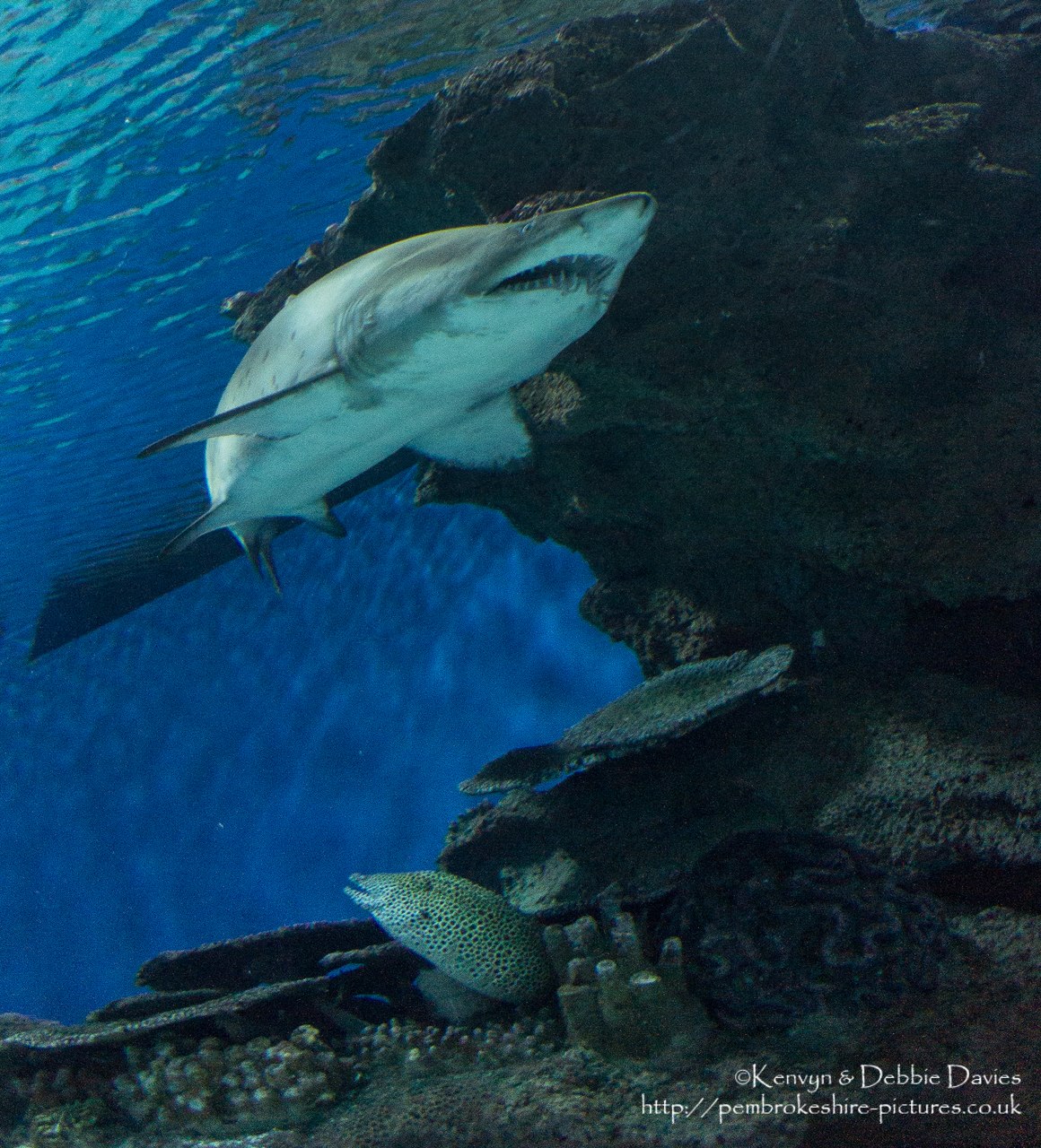 Blue Planet Aquarium has over 100 aquatic exhibits including a lot of sharks (Europe's largest caotive collection).