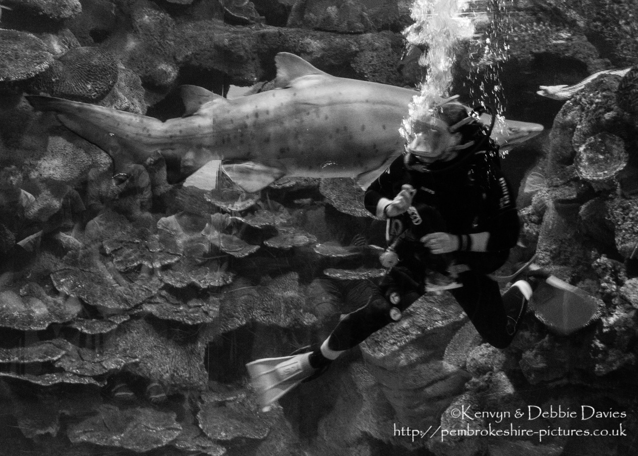 Blue Planet Aquarium has over 100 aquatic exhibits including a lot of sharks (Europe's largest caotive collection).
