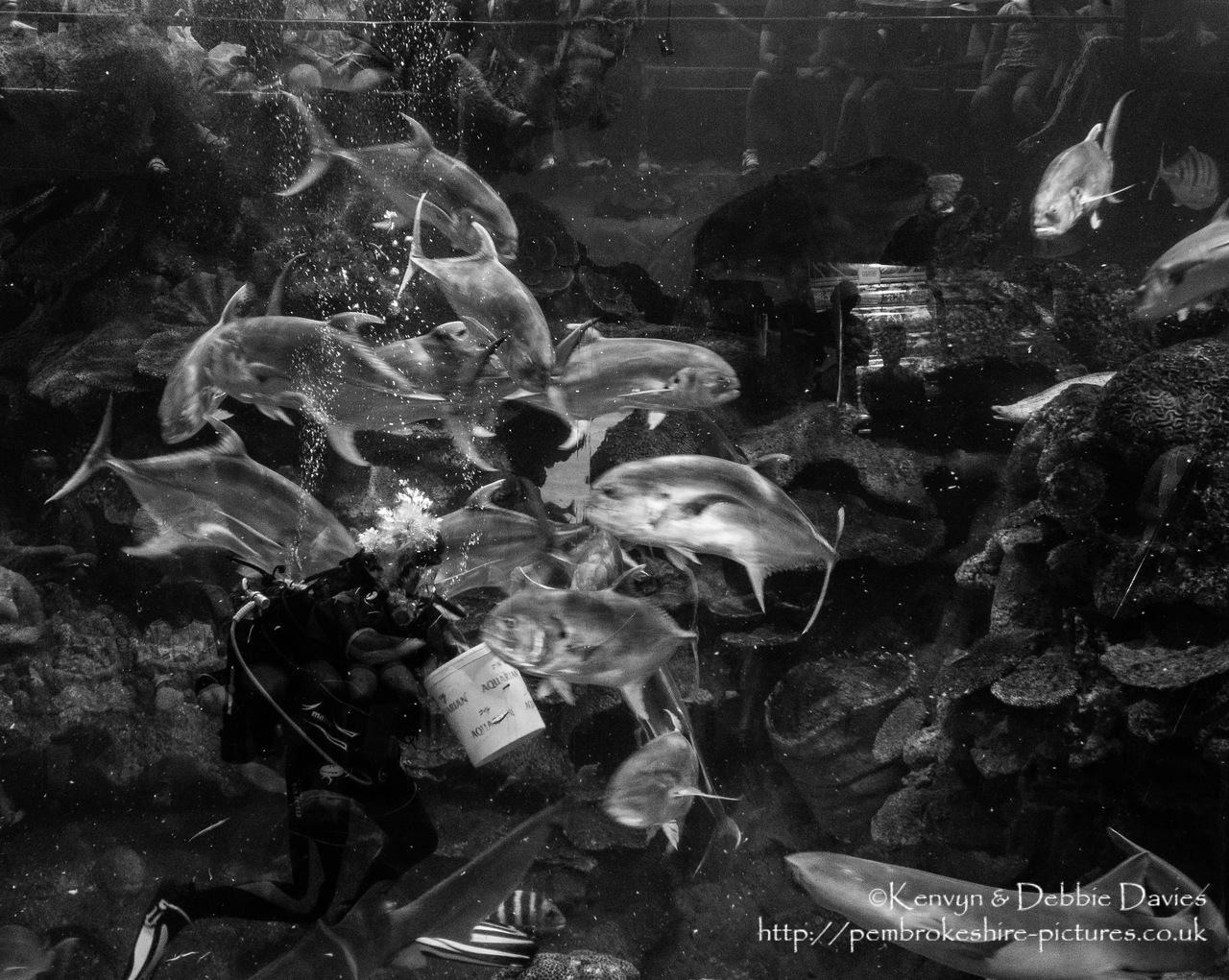 Blue Planet Aquarium has over 100 aquatic exhibits including a lot of sharks (Europe's largest caotive collection).