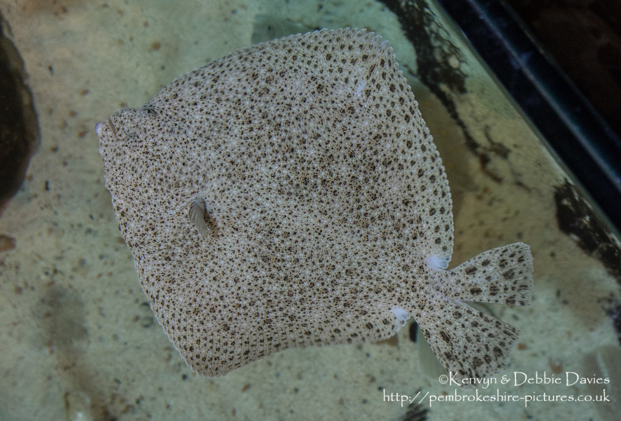 Blue Planet Aquarium has over 100 aquatic exhibits including a lot of sharks (Europe's largest caotive collection).