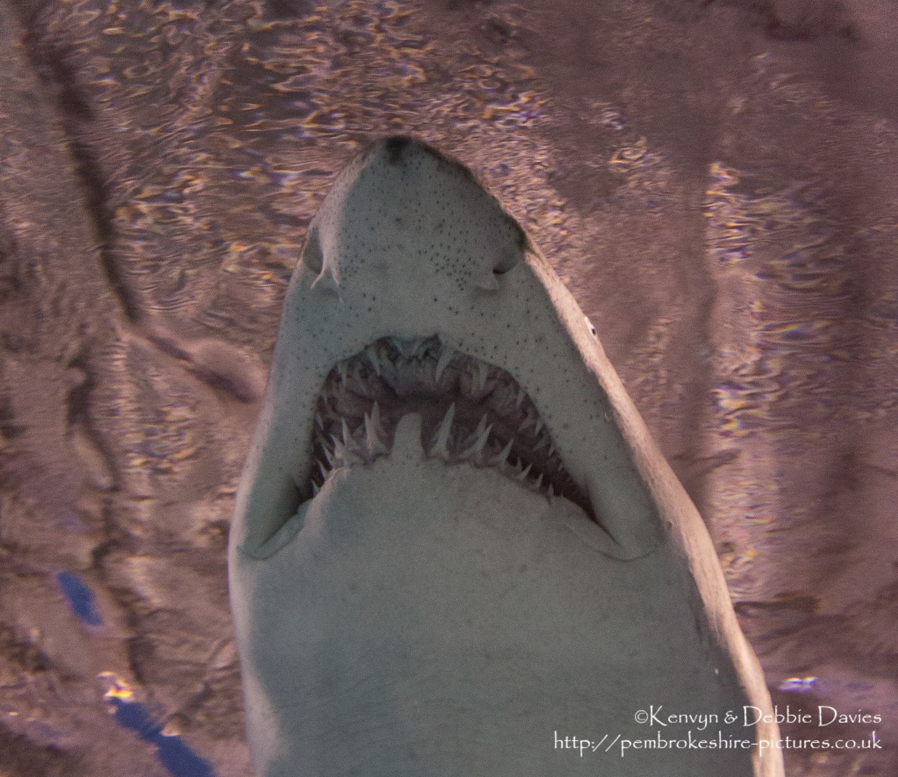 Blue Planet Aquarium has over 100 aquatic exhibits including a lot of sharks (Europe's largest caotive collection).