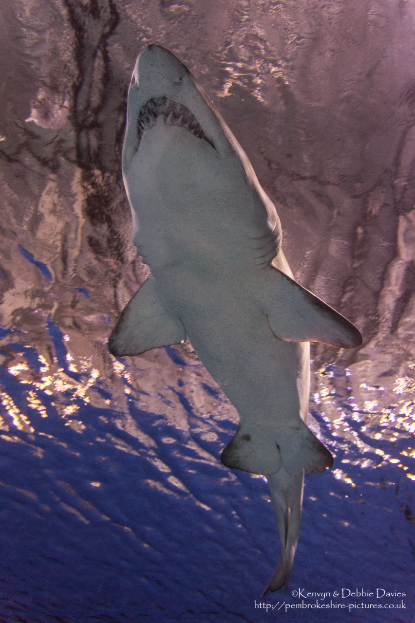 Blue Planet Aquarium has over 100 aquatic exhibits including a lot of sharks (Europe's largest caotive collection).