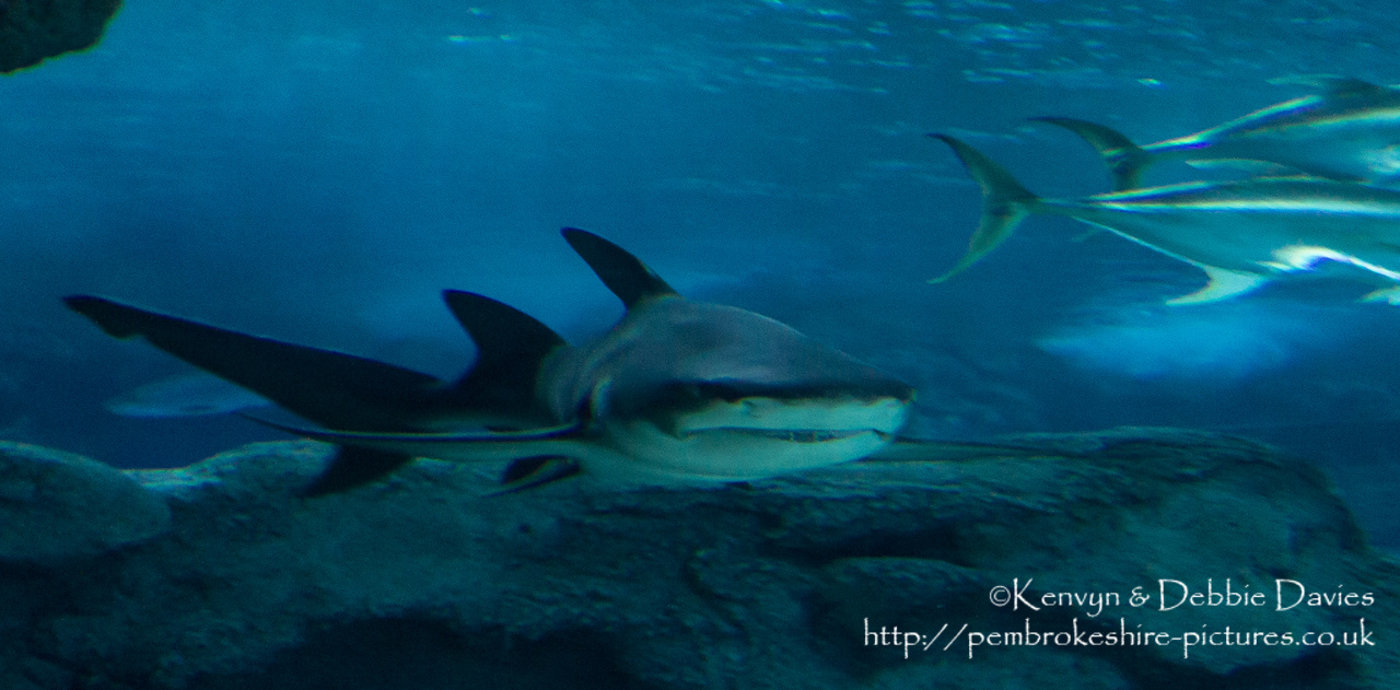 Blue Planet Aquarium has over 100 aquatic exhibits including a lot of sharks (Europe's largest caotive collection).