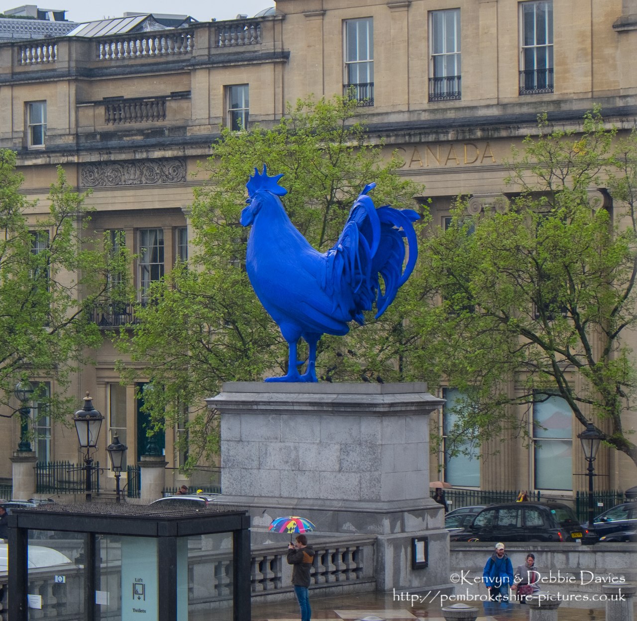 This is a blue cockerel... and that's all I have to say about that.