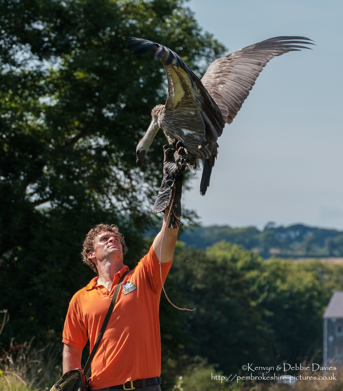 Pembrokeshire Falconry at Carew Castle, 2016