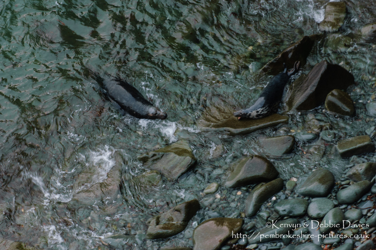 We were lucky enough to come across this family of seals playing whilst walking the Pembrokeshire Coastal Path between Abereiddy and Porthgain.
