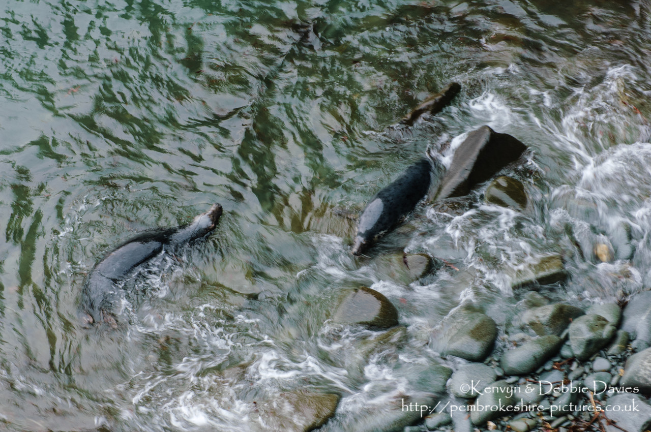 We were lucky enough to come across this family of seals playing whilst walking the Pembrokeshire Coastal Path between Abereiddy and Porthgain.