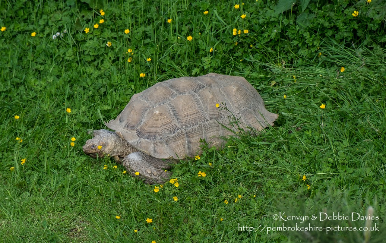 Sulcata (African-spurred) Tortoise is the largest on the African mainland.  They are native to the Northern parts of Africa; Senegal, Niger, Chad and Ethiopia.