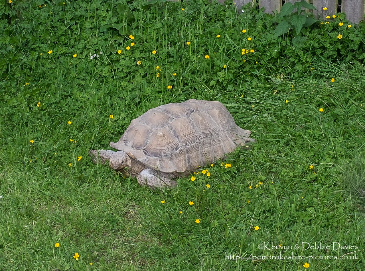 Sulcata (African-spurred) Tortoise is the largest on the African mainland.  They are native to the Northern parts of Africa; Senegal, Niger, Chad and Ethiopia.
