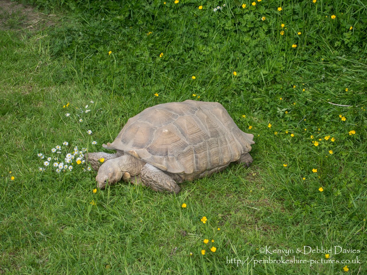 Sulcata (African-spurred) Tortoise is the largest on the African mainland.  They are native to the Northern parts of Africa; Senegal, Niger, Chad and Ethiopia.