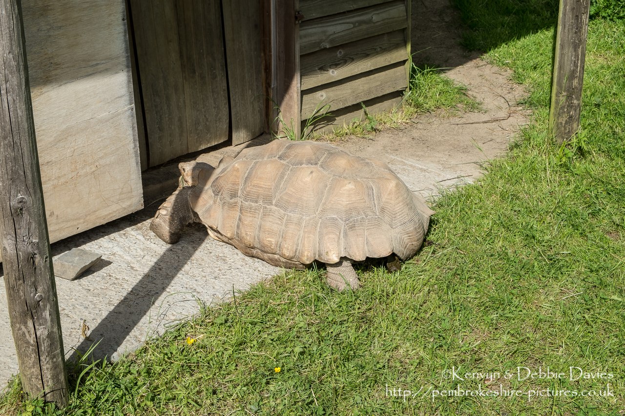 Sulcata (African-spurred) Tortoise is the largest on the African mainland.  They are native to the Northern parts of Africa; Senegal, Niger, Chad and Ethiopia.