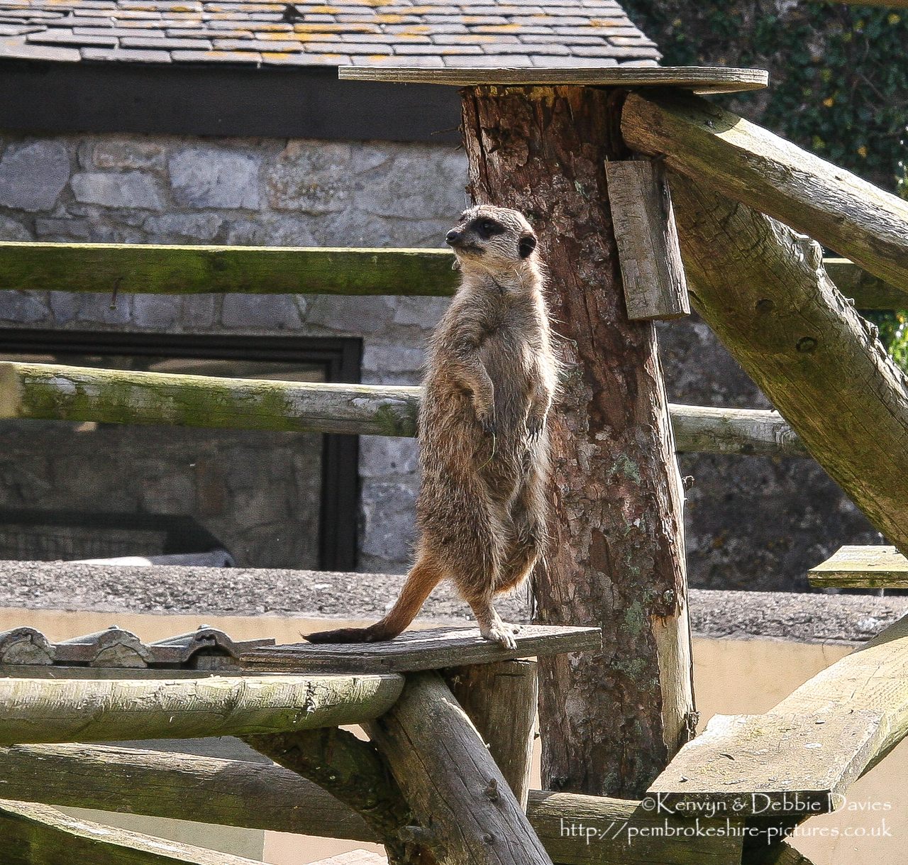 A rather tubby meerkat at Manor House Leisure Park