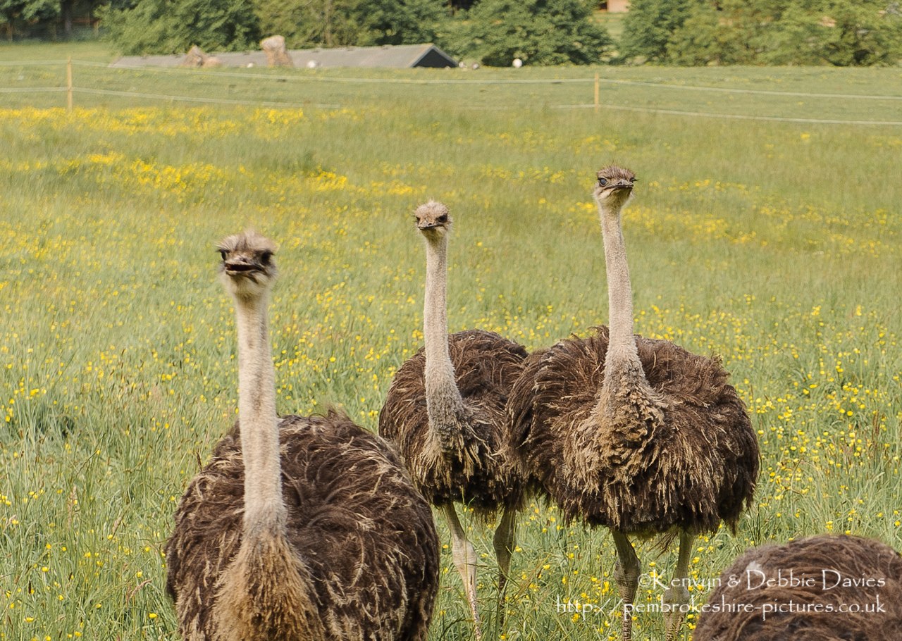 Trip to Manor House Wildlife Park