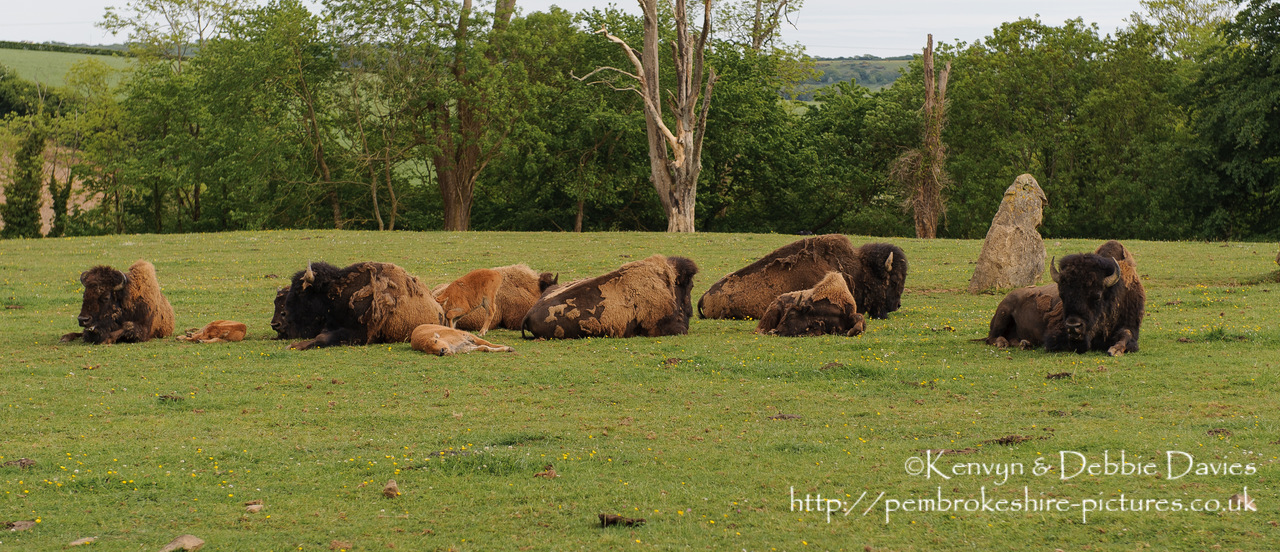 Trip to Manor House Wildlife Park