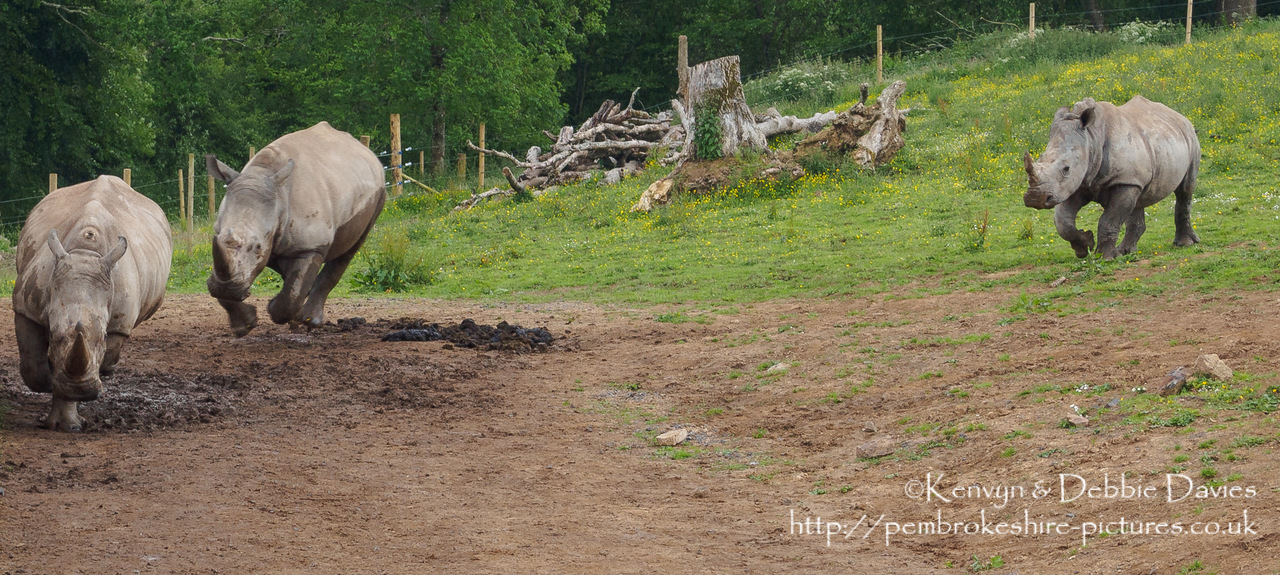 Bit of motion blur as these two can put on quite a turn of speed when the urge takes them. Zamba and Jamba, the larger two were the first rhinoceroses in Pembrokeshire in 40,000 years. They have recently been joined by Zuberi (the smallest). As of this photo they are 2.5 and 3.5 years old and will be fully grown at 6 years.