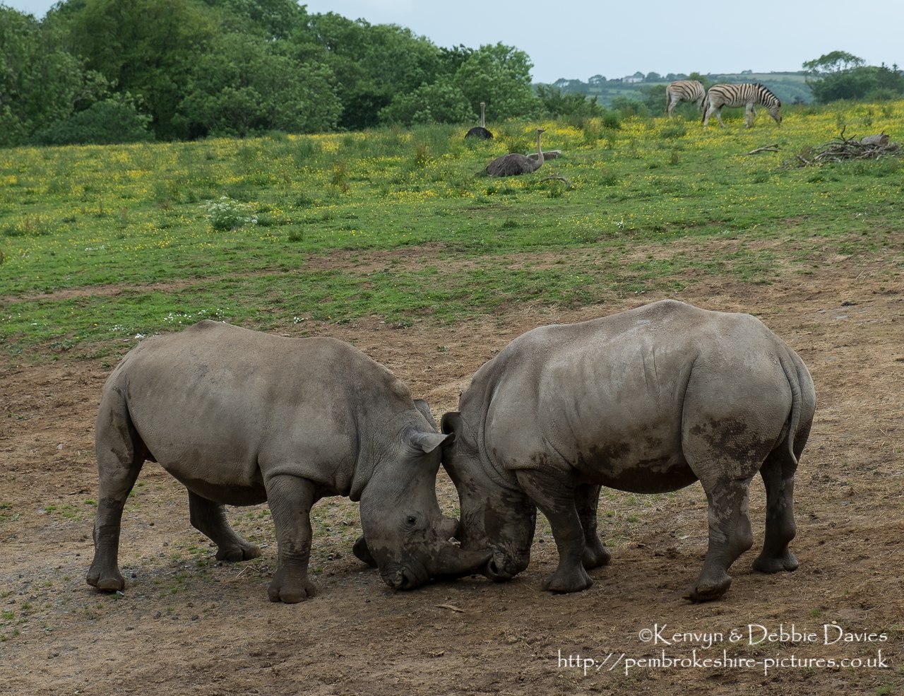 Zamba and Jamba, the larger two were the first rhinoceroses in Pembrokeshire in 40,000 years. They have recently been joined by Zuberi (the smallest). As of this photo they are 2.5 and 3.5 years old and will be fully grown at 6 years.