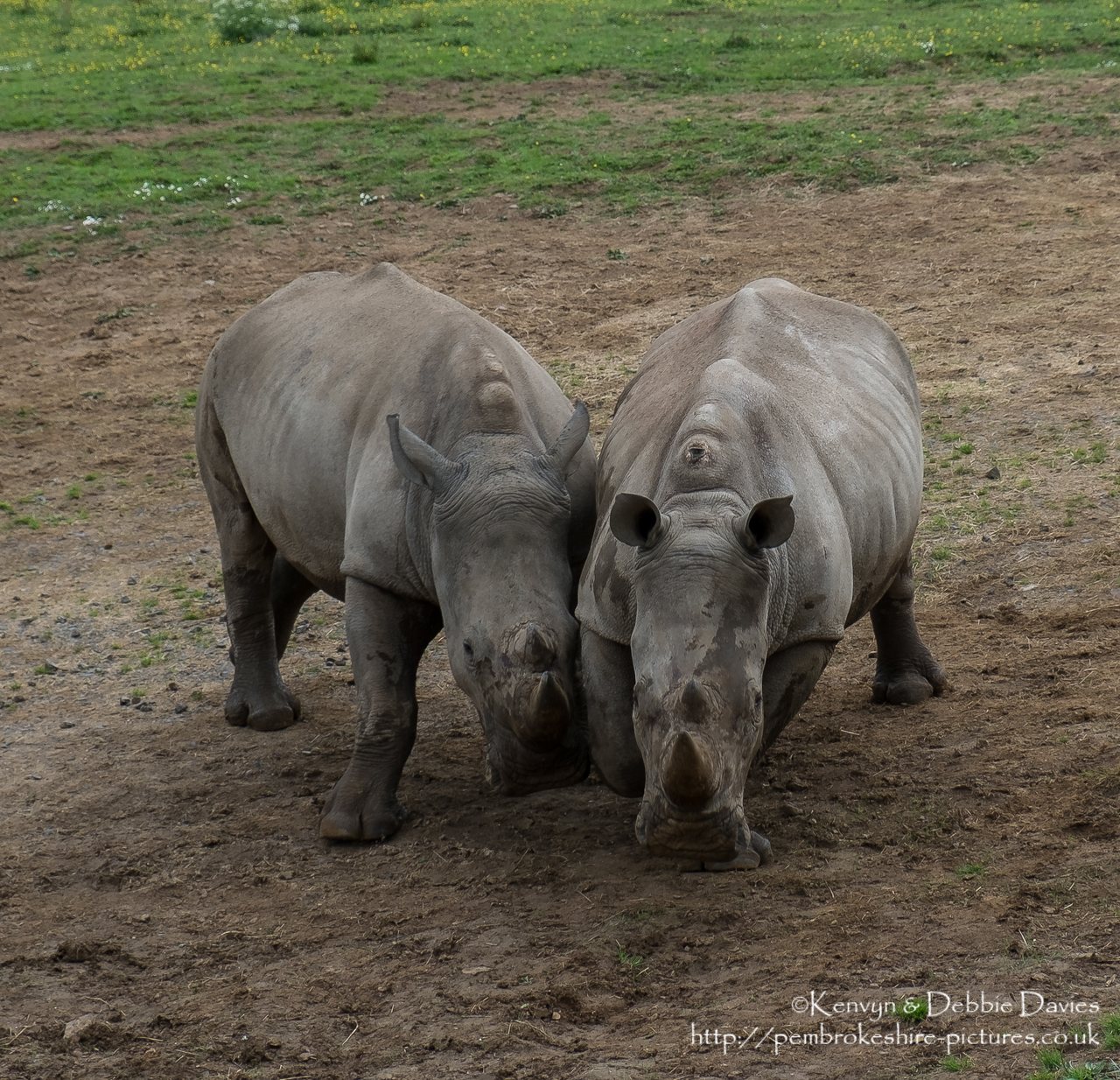 Zamba and Jamba, the larger two were the first rhinoceroses in Pembrokeshire in 40,000 years. They have recently been joined by Zuberi (the smallest). As of this photo they are 2.5 and 3.5 years old and will be fully grown at 6 years.