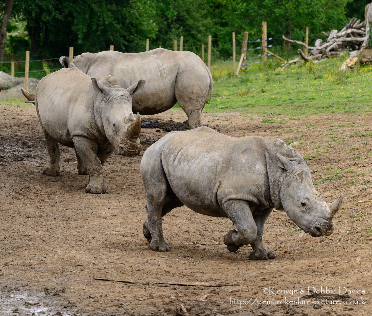 Zamba and Jamba, the larger two were the first rhinoceroses in Pembrokeshire in 40,000 years. They have recently been joined by Zuberi (the smallest). As of this photo they are 2.5 and 3.5 years old and will be fully grown at 6 years.