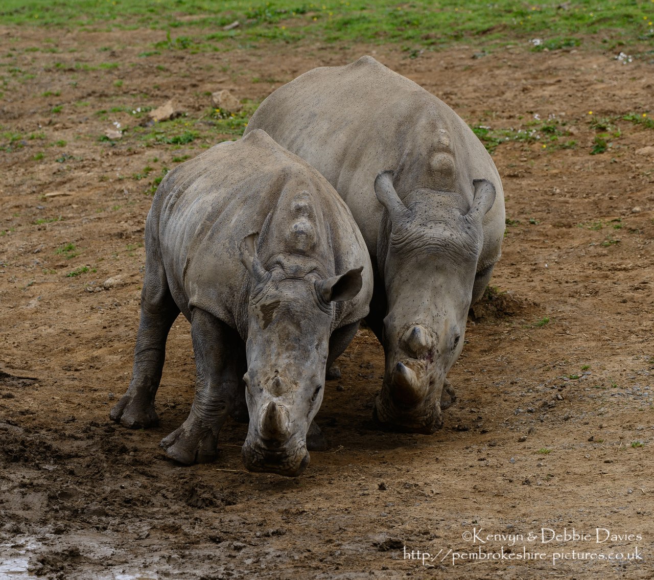Zamba and Jamba, the larger two were the first rhinoceroses in Pembrokeshire in 40,000 years. They have recently been joined by Zuberi (the smallest). As of this photo they are 2.5 and 3.5 years old and will be fully grown at 6 years.
