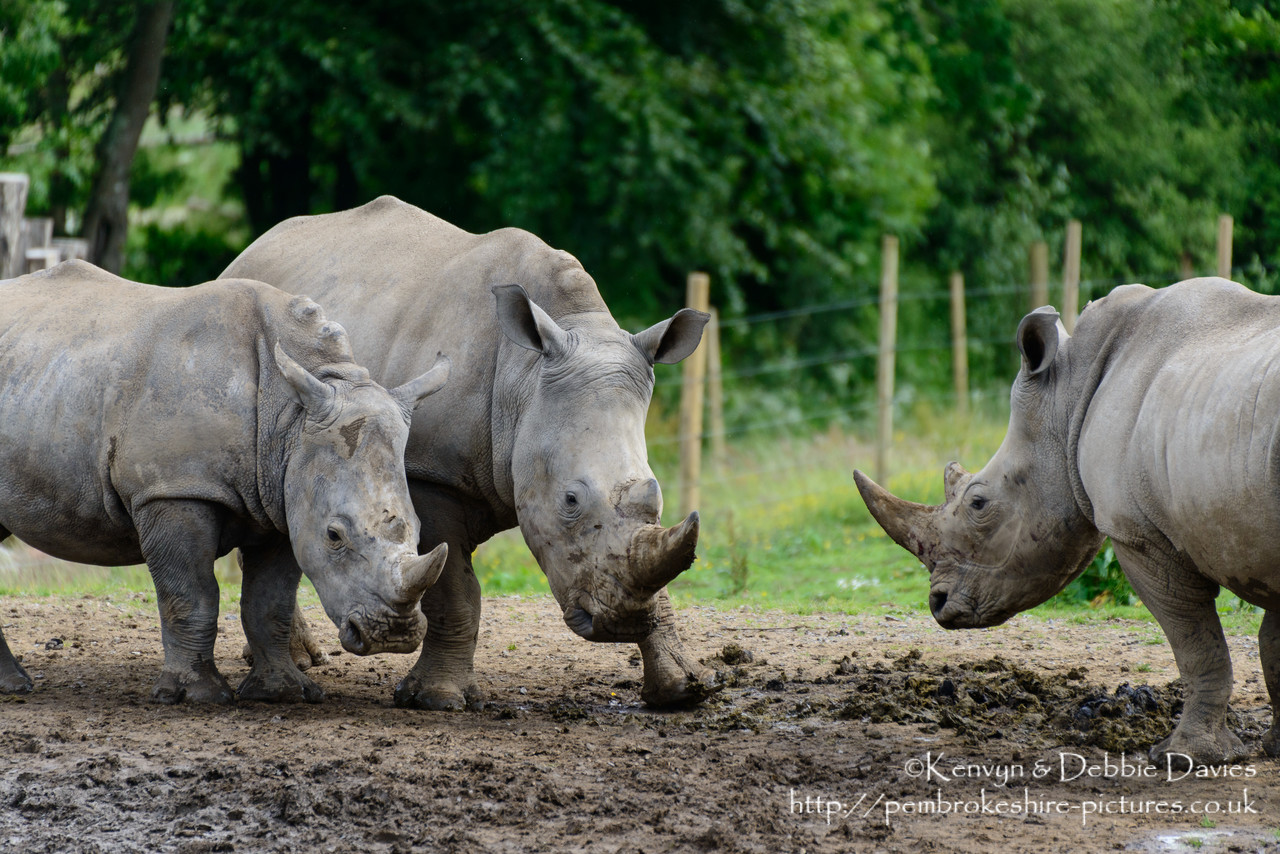 Zamba and Jamba, the larger two were the first rhinoceroses in Pembrokeshire in 40,000 years. They have recently been joined by Zuberi (the smallest). As of this photo they are 2.5 and 3.5 years old and will be fully grown at 6 years.