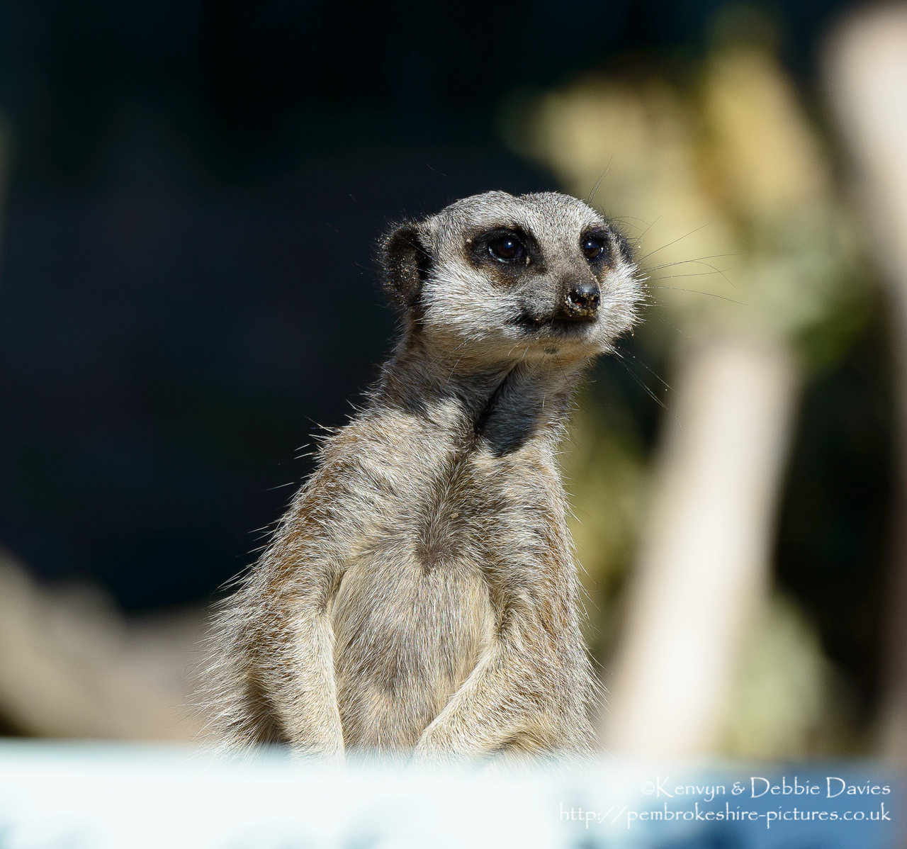 Taken at Manor House Wildlife Park near Tenby, Pembrokeshire
