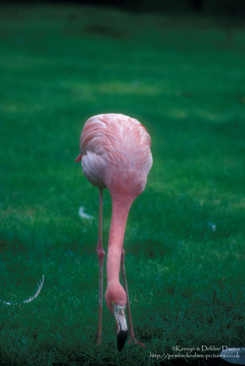 This was taken back in 1993 with a Canon EOS 5.  I still think there was something about slide film that digital just can't quite match (just being an old fart). This is a bit  out of focus but the colour seems more real than digital?