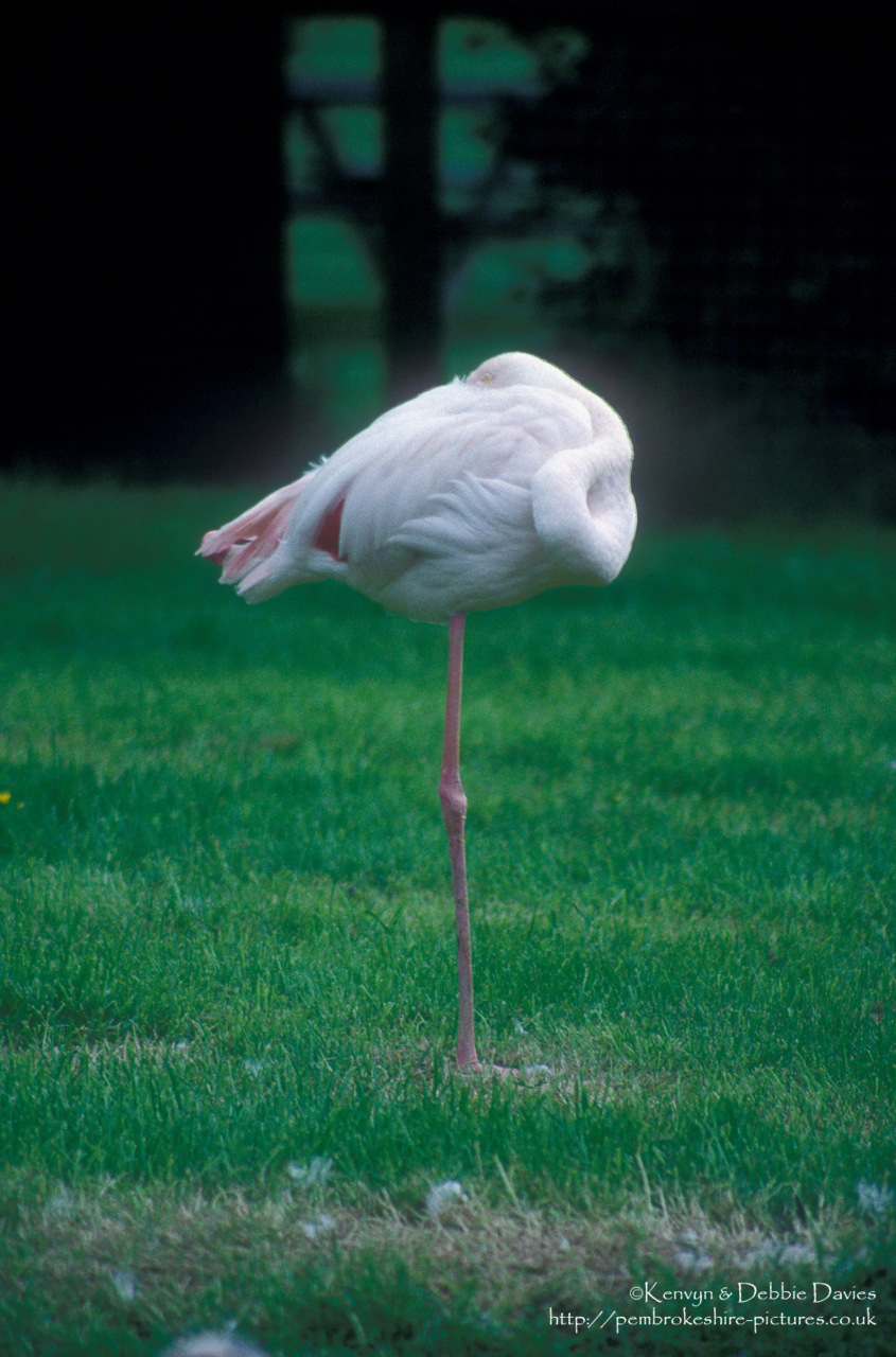 Flamingo's are not actually pink. Their colour comes from their diet, hence this one being white(ish)