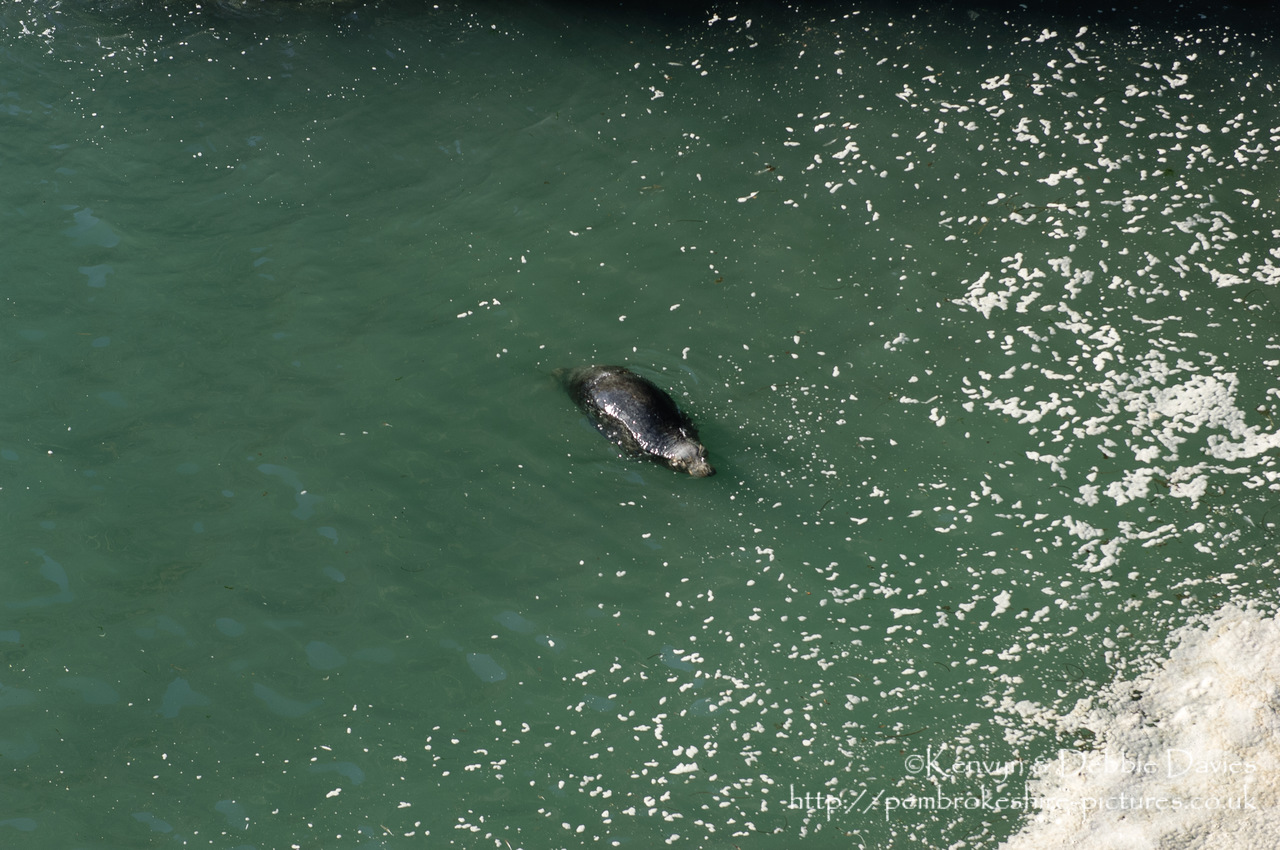 We were lucky enough to come across this family of seals playing whilst walking the Pembrokeshire Coastal Path between Abereiddy and Porthgain.