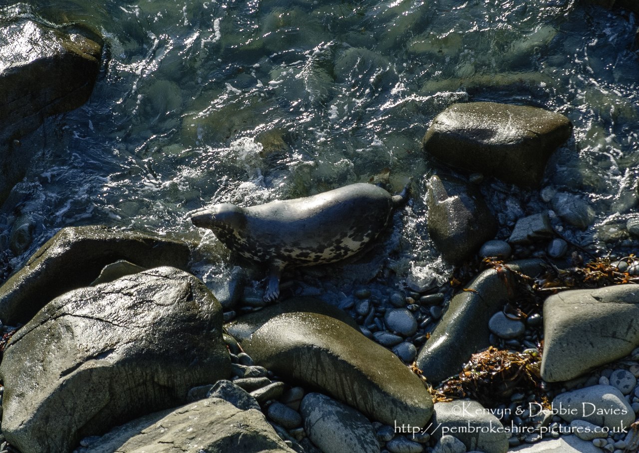 We were lucky enough to come across this family of seals playing whilst walking the Pembrokeshire Coastal Path between Abereiddy and Porthgain.