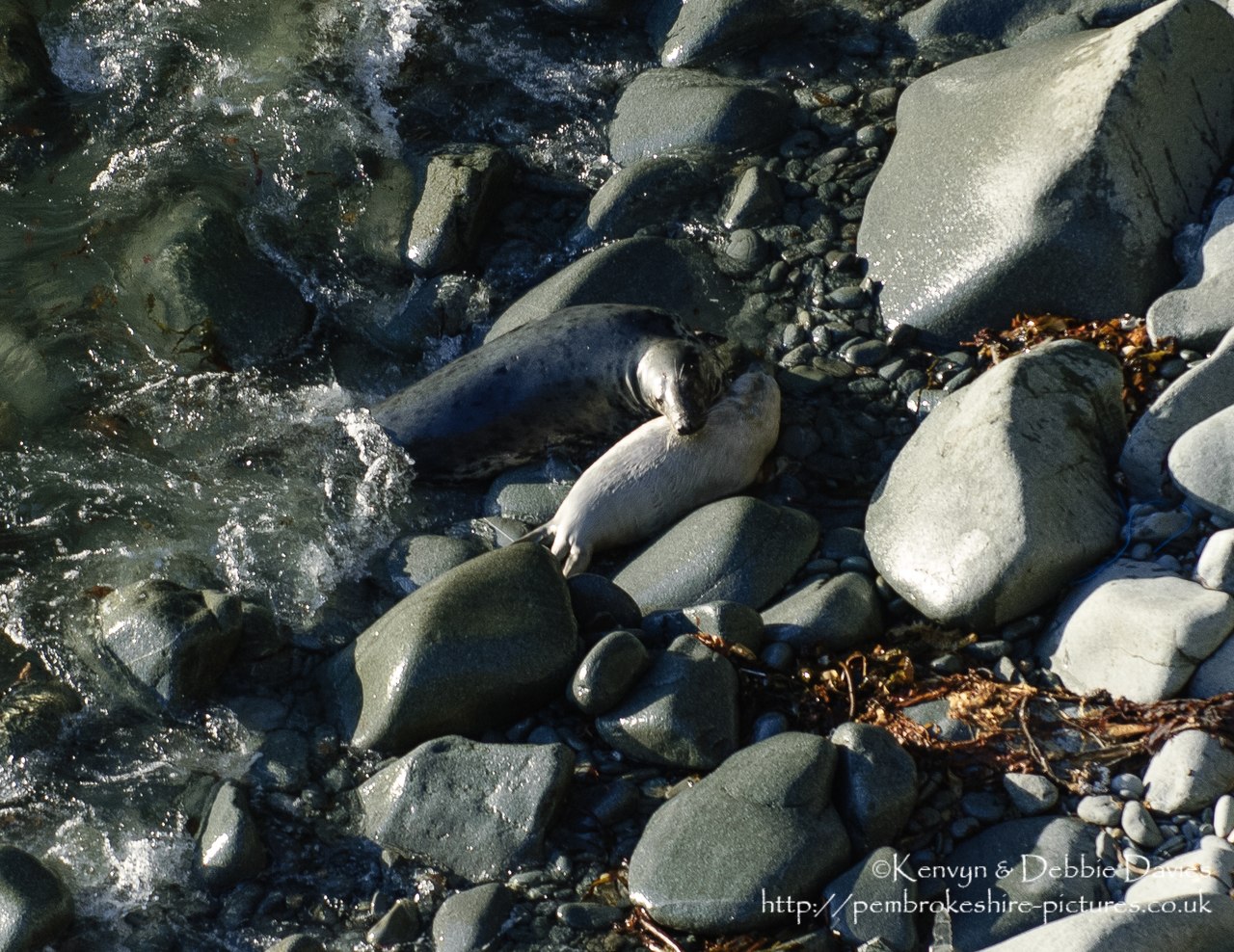 We were lucky enough to come across this family of seals playing whilst walking the Pembrokeshire Coastal Path between Abereiddy and Porthgain.