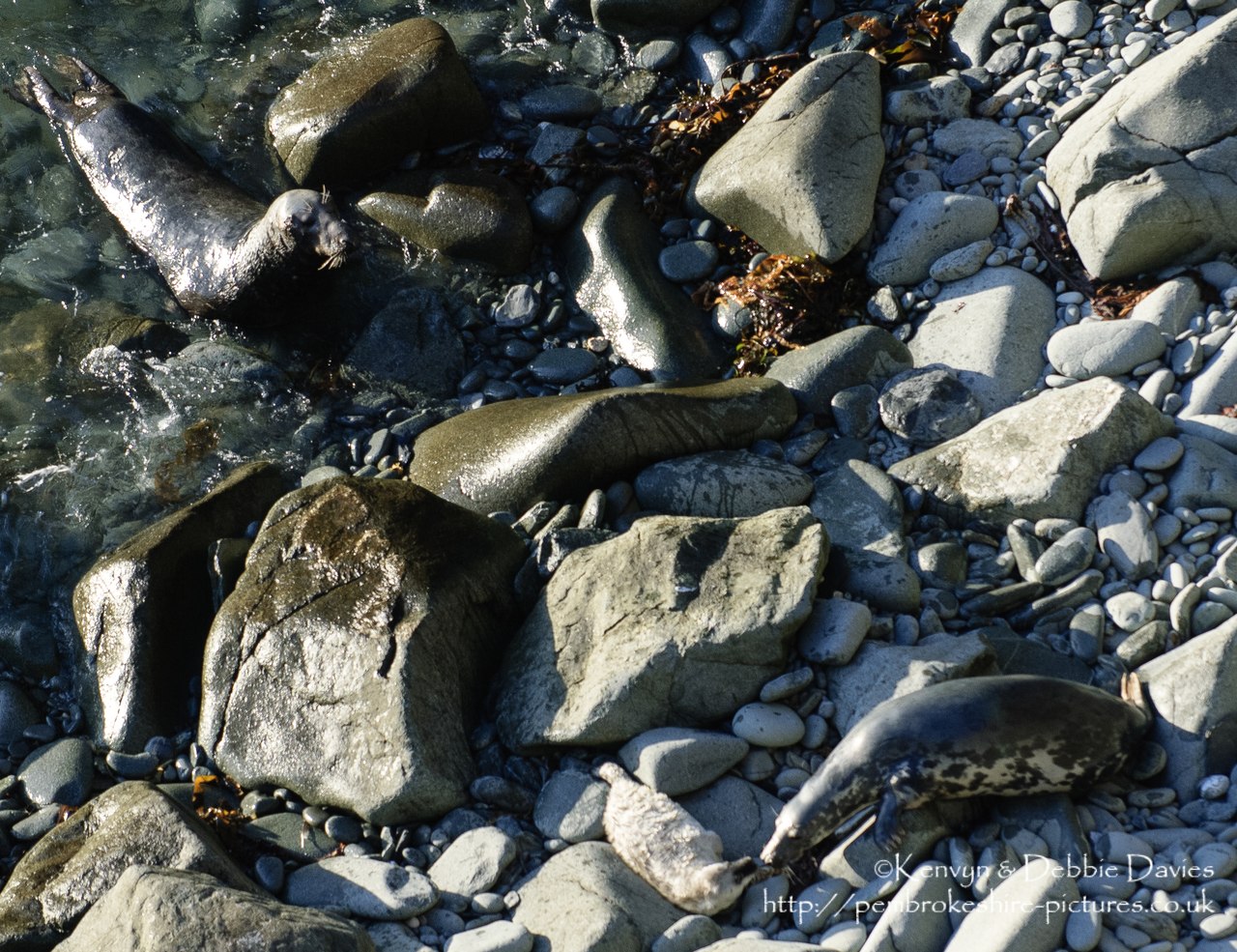 We were lucky enough to come across this family of seals playing whilst walking the Pembrokeshire Coastal Path between Abereiddy and Porthgain.