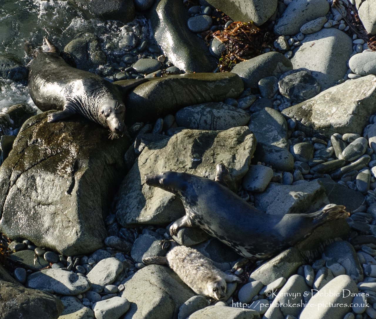 We were lucky enough to come across this family of seals playing whilst walking the Pembrokeshire Coastal Path between Abereiddy and Porthgain.