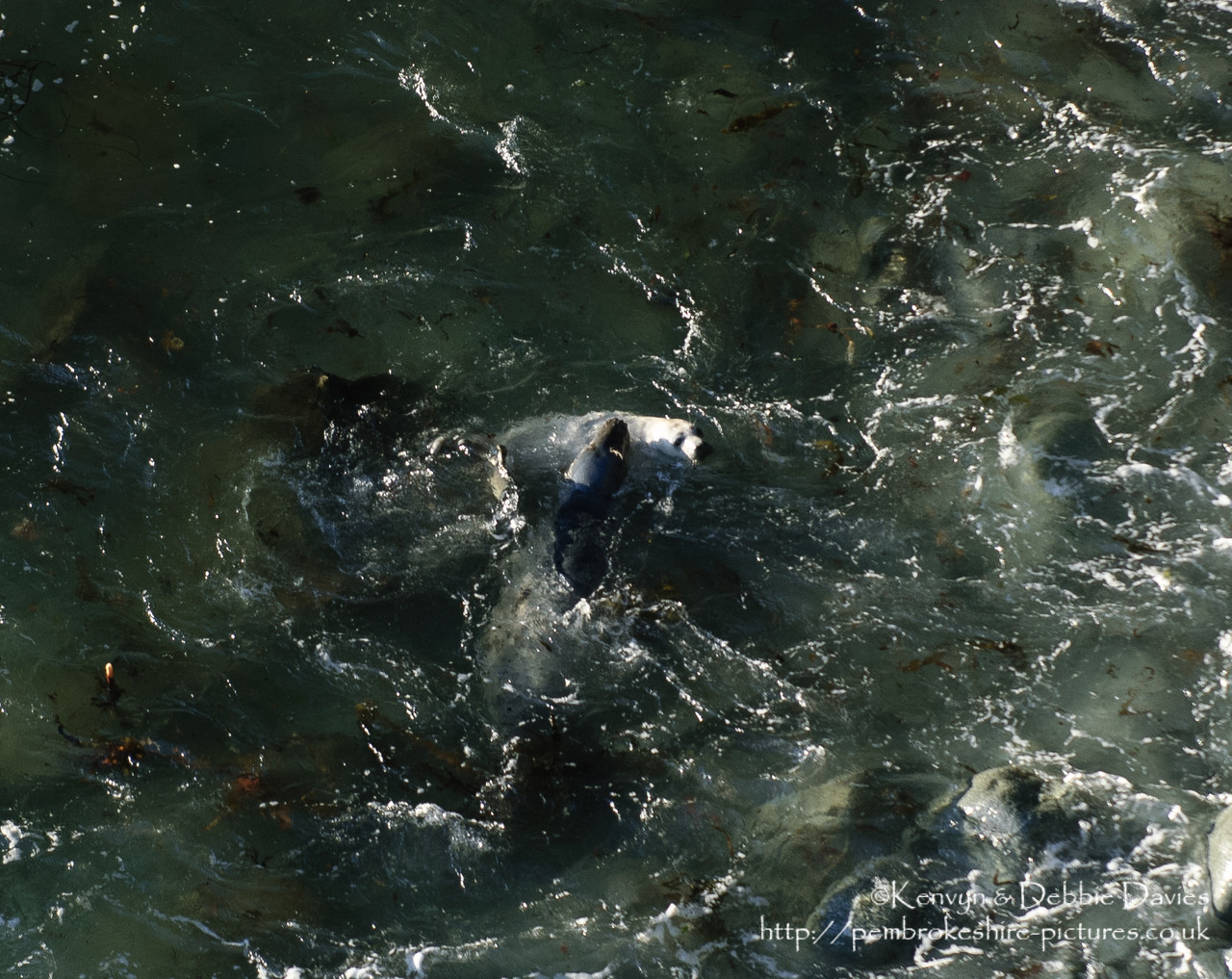 We were lucky enough to come across this family of seals playing whilst walking the Pembrokeshire Coastal Path between Abereiddy and Porthgain.