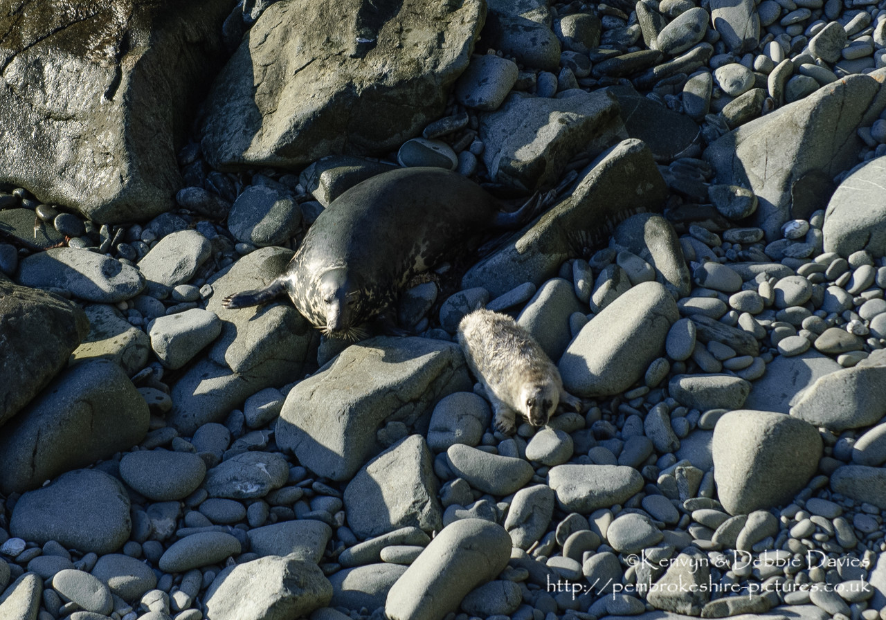 We were lucky enough to come across this family of seals playing whilst walking the Pembrokeshire Coastal Path between Abereiddy and Porthgain.