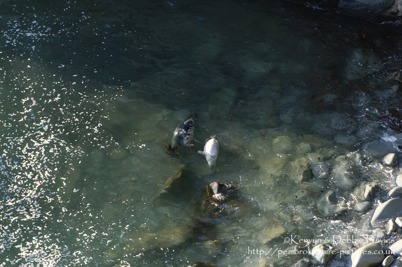 We were lucky enough to come across this family of seals playing whilst walking the Pembrokeshire Coastal Path between Abereiddy and Porthgain.