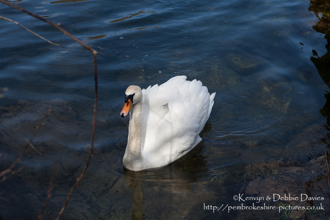 Bosherston Lilly Ponds, South Pembrokeshire