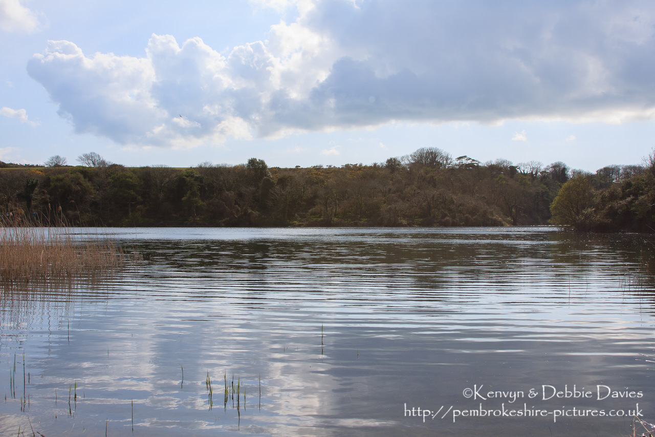 Bosherston Lilly Ponds, South Pembrokeshire. Formed in the 19th Century when Stackpole Estate blocked 3 valleys.