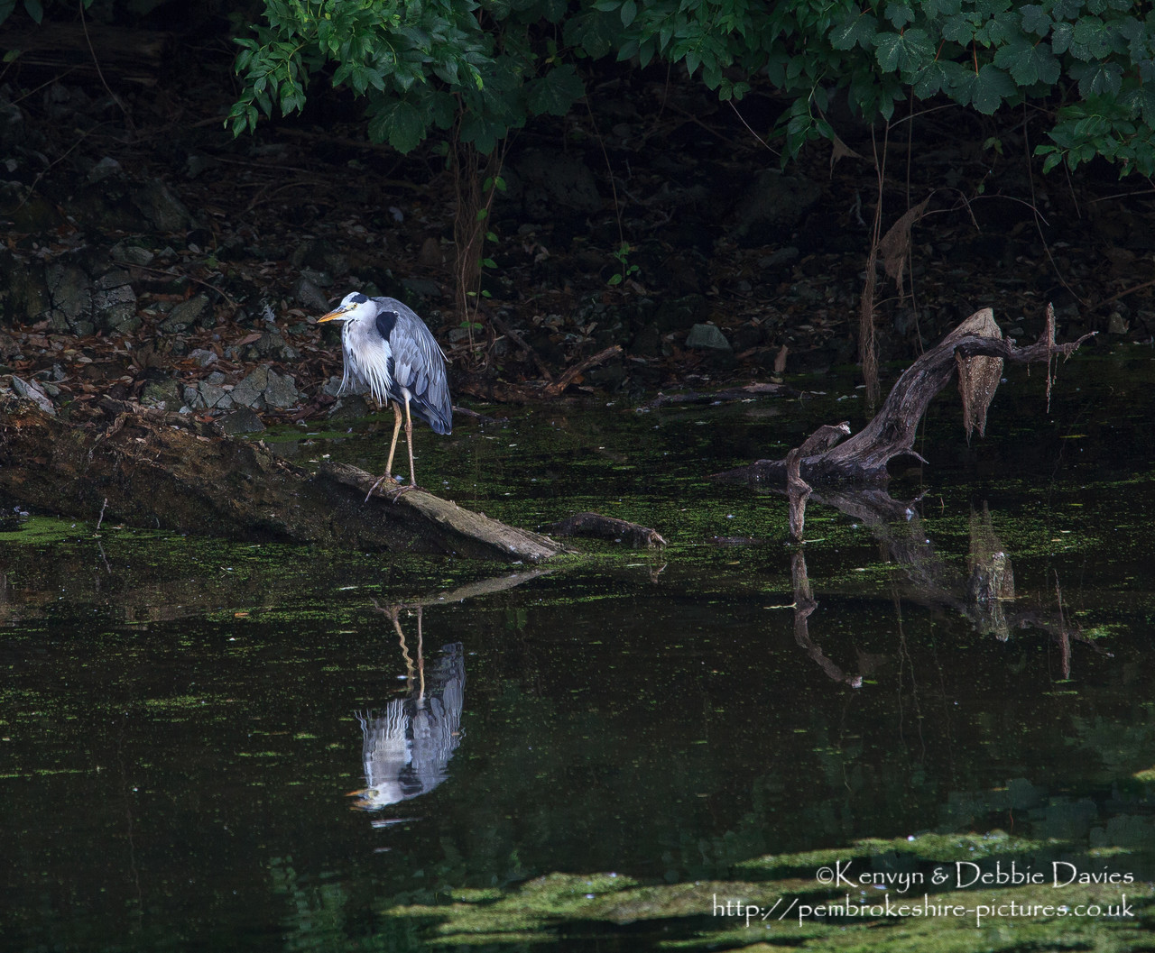A Heron (about the scruffiest bird I've ever seen when it's not flying).