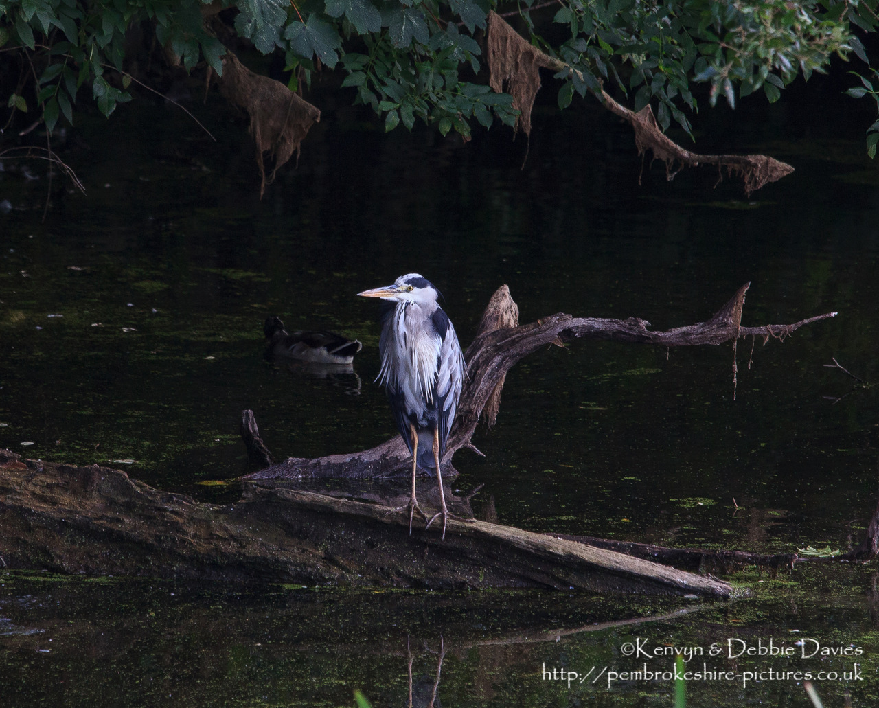 A Heron (about the scruffiest bird I've ever seen when it's not flying).