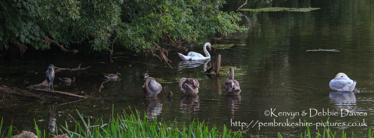 Swans, ducks and a Heron at Stackpole.