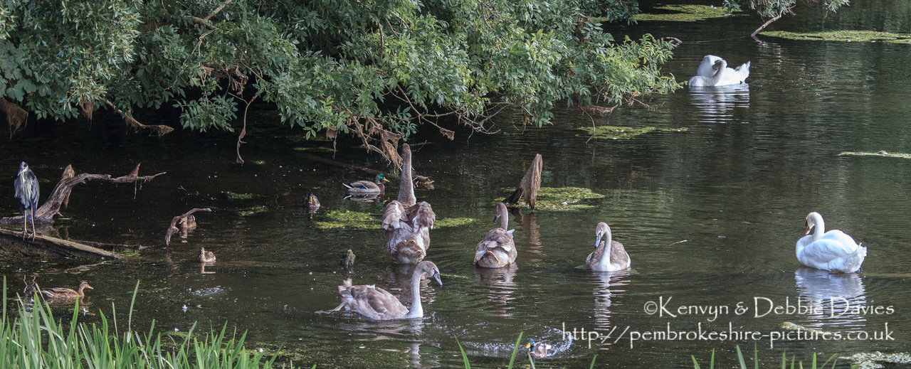 Swans, ducks and a Heron at Stackpole. Experiment with high ISO.