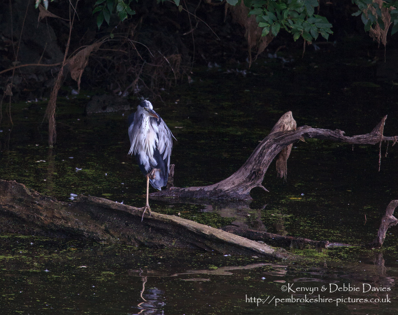 A Heron (about the scruffiest bird I've ever seen when it's not flying).