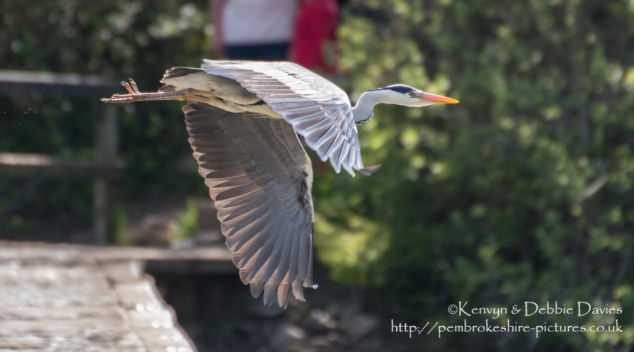 Heron in flight  at Stackpole Estate, Pembrokeshire